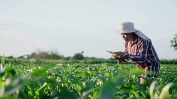 Worker asian farmer with tablet examining cornleaves plantsin green corn field. video