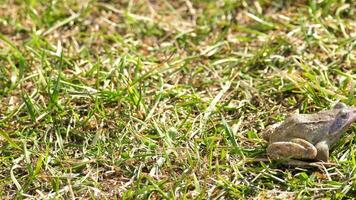 Frosch im grünen Gras während des Frühlingsmorgens video