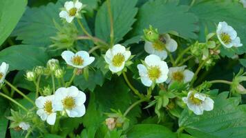 A bee pollinating an strawberry flowers, collecting nectar video