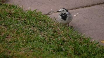 Wagtail bird Motacilla alba feeding on grass field, broken paw video