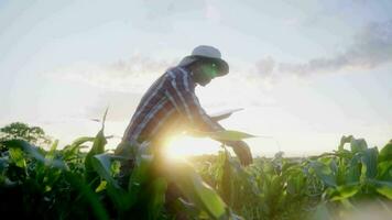 asiático granjero es examinando hojas de maíz plantas en atardecer.concepto de agricultura. video