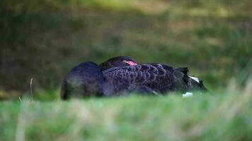 vídeo de negro cisne descansando en césped video