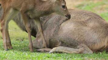 joven sambar ciervo en khaoyai nacional parque tratar a Bebiendo Leche video