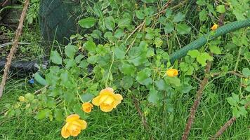 mini cuffie di giallo Riccio Rose su un' caldo estate giorno nel il giardino. il età di il cespuglio è di quindici anni. video