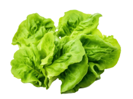 A green lettuce isolated png