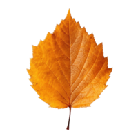 Autumn falling leaf isolated png