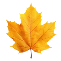 Autumn falling leaf isolated png