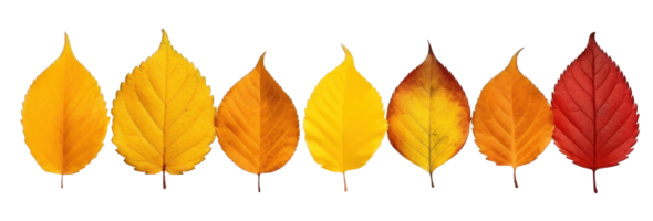 Autumn leaves border isolated png