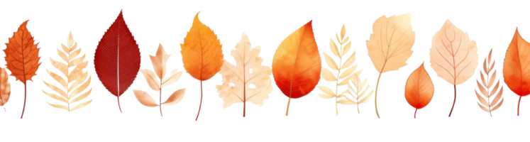 Autumn leaves border isolated png