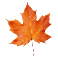 Autumn falling leaf isolated png