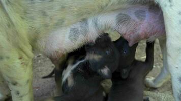 Many newborn black puppies are suckling their mother's milk. The mother dog has a love for puppies. puppy close shoot four little cute video