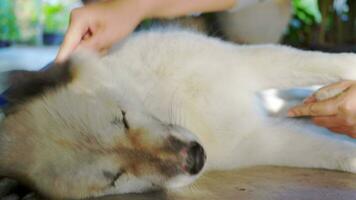 Asian woman's hands combing her dog hair for cleaning and grooming,very happy dog feel relaxed,Bangkaew white dog Thailand,love pet giving care and attention,Country house pets video