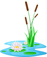 Wasser Lilie Clip Art png
