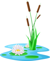 acqua giglio clipart png