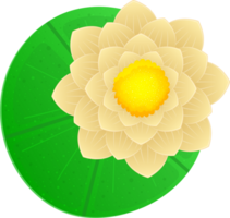 Water lily clipart png