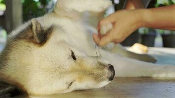 las manos de una mujer asiática peinando el pelo de su perro para limpiar y arreglar, un perro muy feliz se siente relajado, un perro blanco de bangkaew en tailandia, una mascota amorosa que cuida y atiende, mascotas de la casa de campo video