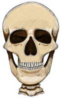 cranio clipart design png