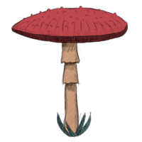 champignon dessin clipart png