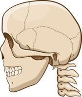 Skull clipart design png