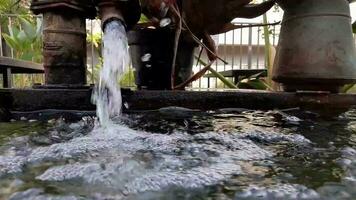 acqua fluente a partire dal un' grande tubo flessibile in un' semplice piccolo piscina circondato di fiori, Perfetto per rilassamento video