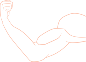 muscle bras dessin clipart png