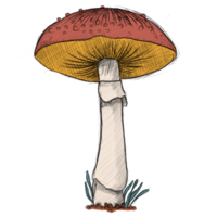 Mushroom drawing clipart png