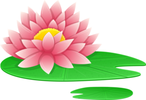 Water lily clipart png