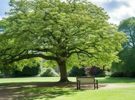 banco debajo un árbol en Sydney parque foto