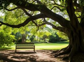 Bench under a tree in sydney park photo