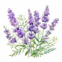 Watercolor lavender background photo