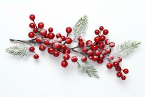 Pine branch with berries isolated photo