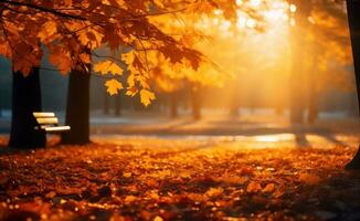 Autumn trees park background photo