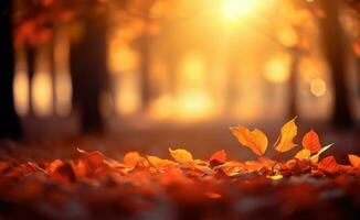 Autumn trees park background photo