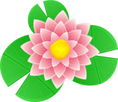 Water lily clipart png
