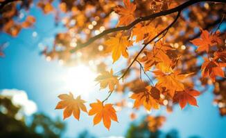 Autumn leaves background photo