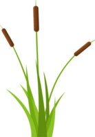 Grass with cattail clipart png