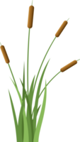 gräs med cattail ClipArt png