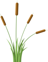 Grass with cattail clipart png