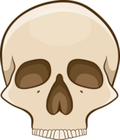 Skull clipart design png