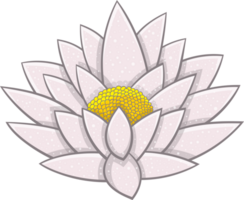 Water lily clipart png