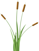 Grass with cattail clipart png