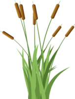 Grass with cattail clipart png