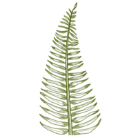 leaves plants line art png