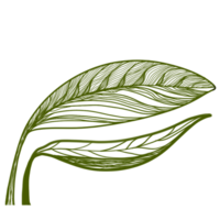 leaves plants line art png