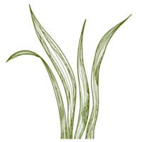 feuilles les plantes ligne art png