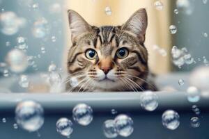 The cat is bathing in the bathroom. technology. photo