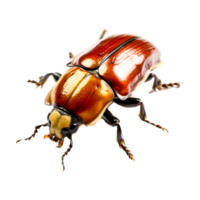 Brown june beetle, Beetle Gold Top, animals, insects Generative Ai png