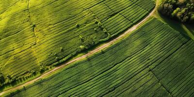 Generative AI, Farm landscape, agricultural fields, beautiful countryside, country road. Nature Illustration, photorealistic top view drone, horizontal banner. photo