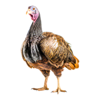 Domesticated Turkey  Generative Ai png