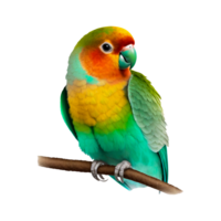 Lovebird Parrot Ornament Art, Love bird, animals, parakeet png Generative Ai